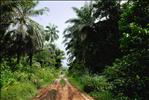 Bokouélé Road - Congo
